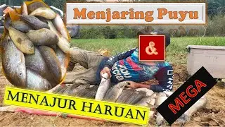 Menajur Haruan  dan Menjaring Puyu Mega/Najur gabus Babon & jaring betok monster di rawa terpencil