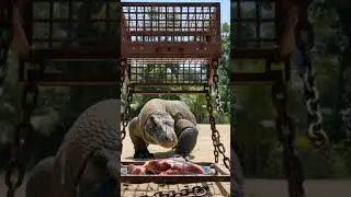 🎬 What if AI designed traps...? | Komodo Dragon Trap P1 #komododragons
