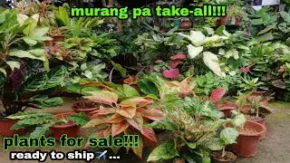 Lush Aglaonema plants ready for take-all/plants for sale rare to semi-rare