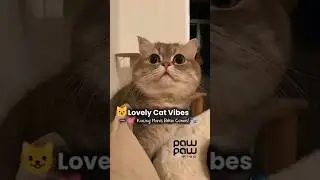 Lovely Cat Vibes - Kucing Manis Bikin Gemes💙🐱 #pawpawmiao