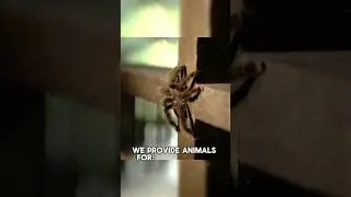 Need Animal Actors?