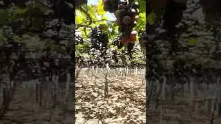 Grapes farm in CUMBUM Tamil Nadu || #shorts