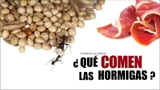 ¿QUÉ COMEN LAS HORMIGAS? - ALIMENTACIÓN - COLONIA MESSOR BARBARUS - EL PLANETA DE LAS HORMIGAS