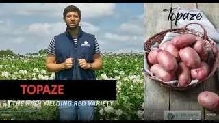 TOPAZE, the high yielding red potato!