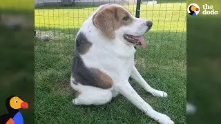 Short-Spine Dog Is Everyone's Best Friend | The Dodo