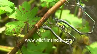 Damselflies mating in daisy chain fashion, in the Himalaya: Odonata create heart shape wheel