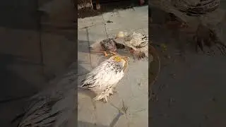 My Light Brahma chicks enjoys egg during sun bath #chicks #brahma #lightbrahma #eggs #bighestchicken