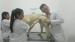 Exploración genitourinario masculino (canino)