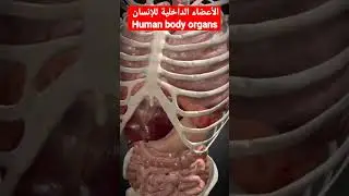 أعضاء الإنسان الداخلية