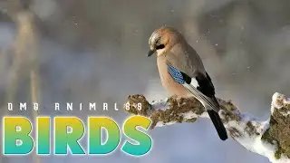 Amazing Birds With Nature Video Clips 2021 || Free Copyright Music || OMG ANIMALSS
