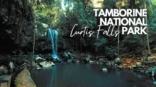 Curtis Falls | Gold Coast Australia