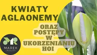 Niespodziewane kwiaty u aglaonemy oraz postępy w ukorzenianiu hoi