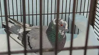 Sneak Peek At Some Of Our Rescue Birds at Fuff Fuff Fuff Wild Bird Sanctuary 