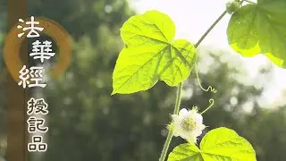 【靜思妙蓮華】法華經授記品 - 隨佛所行 漸具大道 - 20210823 第954集