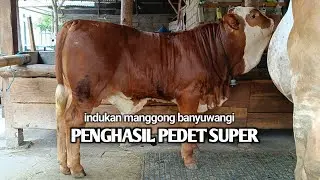 PENGHASIL PEDET SUPER DARI INDUKAN MANGGONG BANYUWANGI