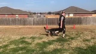 Echo Novice Smart 4.1.19