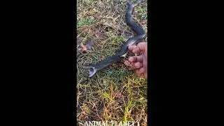 snake act like dead.      #reptile#snakes #pythons #boas #colubrids#herplife #herpetology #geckos