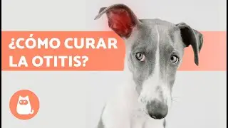 5 REMEDIOS CASEROS para la OTITIS en PERROS 🐶✅ &iquest;C&oacute;mo Limpiar sus Orejas?