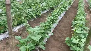 How to make steady income from vegetable farming.