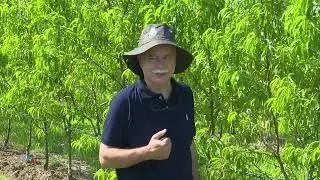 Viata Satului - Pomicultura Ecologica