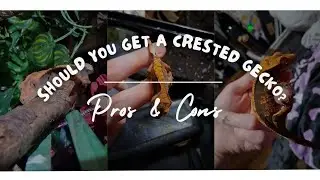 Should you get a crested gecko? Pros and cons!