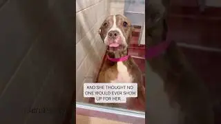 10-Year-Old Sweetie Watched Everyone Get Adopted&hellip; Until Today 🥹#senior #dog #rescuestory #shorts