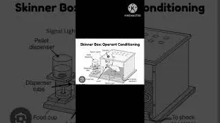 skinners operant conditioning theory in short #ssbpgteducation #shortsvideoviral