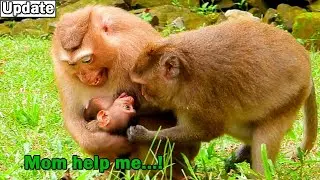 Oh no no... Don't bite my baby! Monkey Rose hug protect her baby Brady from naughty Loni bite hurt