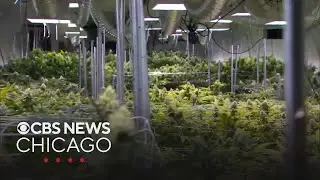 Cannabis products could help insomnia, new research suggests