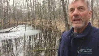 Vernal Pool Video #2: Frogcicles