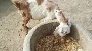 Beautiful gulabi Goats village in life