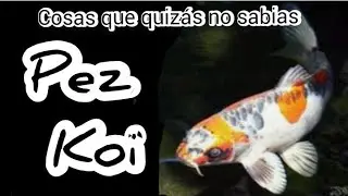 PEZ  CARPA KOI o PEZ KOI, comportamiento, características , alimentación .