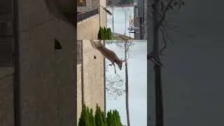 I Know A Shortcut #natureismetal #keepnaturemetal #deer