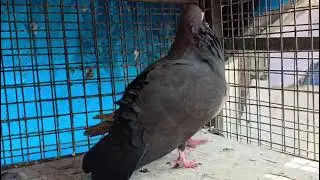 Recar humar kabootar Bast quality for Berdig 🐣🐣🕊️ pair #like and #subscribe  