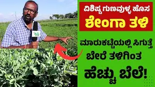 ರೈತರಿಗೆ ವರವಾದ ಹೊಸ ಶೇಂಗಾ ತಳಿ |ಮಾರುಕಟ್ಟೆಯಲ್ಲಿ ಸಿಗುತ್ತೆ ಬೇರೆ ತಳಿಗಿಂತ ಹೆಚ್ಚು ಬೆಲೆ|New Groundnut Variety
