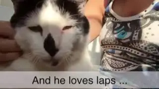 Adopt Felix - Caring for Cats No Kill Animal Shelter Minnesota