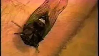 Chloromera Cicada (Tibicen tibcicen) on My Arm (with wacky music)