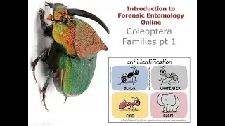 11 5 Coleoptera Families pt 1