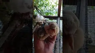 ringneck dove breeding #freerangechickens #farming #farmlife #farm #birds #ringneckdove