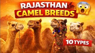 Different Breeds of Camel found in Rajasthan#information