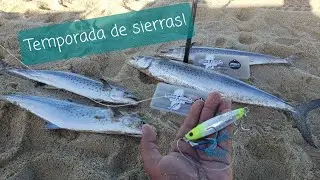 Temporada de pesca de sierras de orilla con jigs!