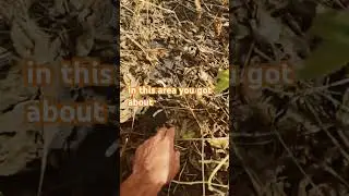 Get the Soybeans Harvested Before they&rsquo;re on the Ground