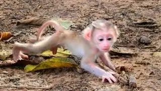 Beautiful BB M_O_N_K_E_Y so fresh & healthy #babyanimal #animals #babymonkey #cute 