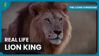 Lion Tribe Rules African Grasslands Wild Stories