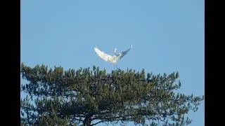 The Great Egret and The Onioneaters Cheriton Walk 14th Jan 2025