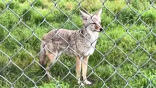 Coyote live in action #wildlife #anchorage Alaska Wildlife #wildanimal Conservation Center 2025 Aug