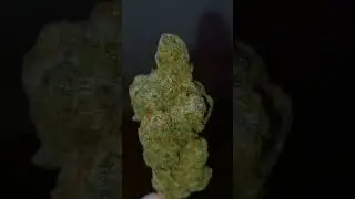 Indoor Mandarin Cookies #cannabiscommunity420 #cannabisdaily #indoor #marijuanachannel #weed420feed