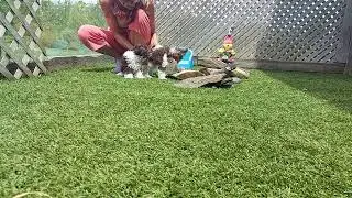 chiot yorkipoo ile aux chiens: élevage au naturel de chiens de petites races hypoallergènes