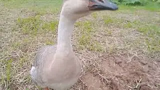 King Duck 🦆
