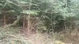 Probirka mladého porostu.